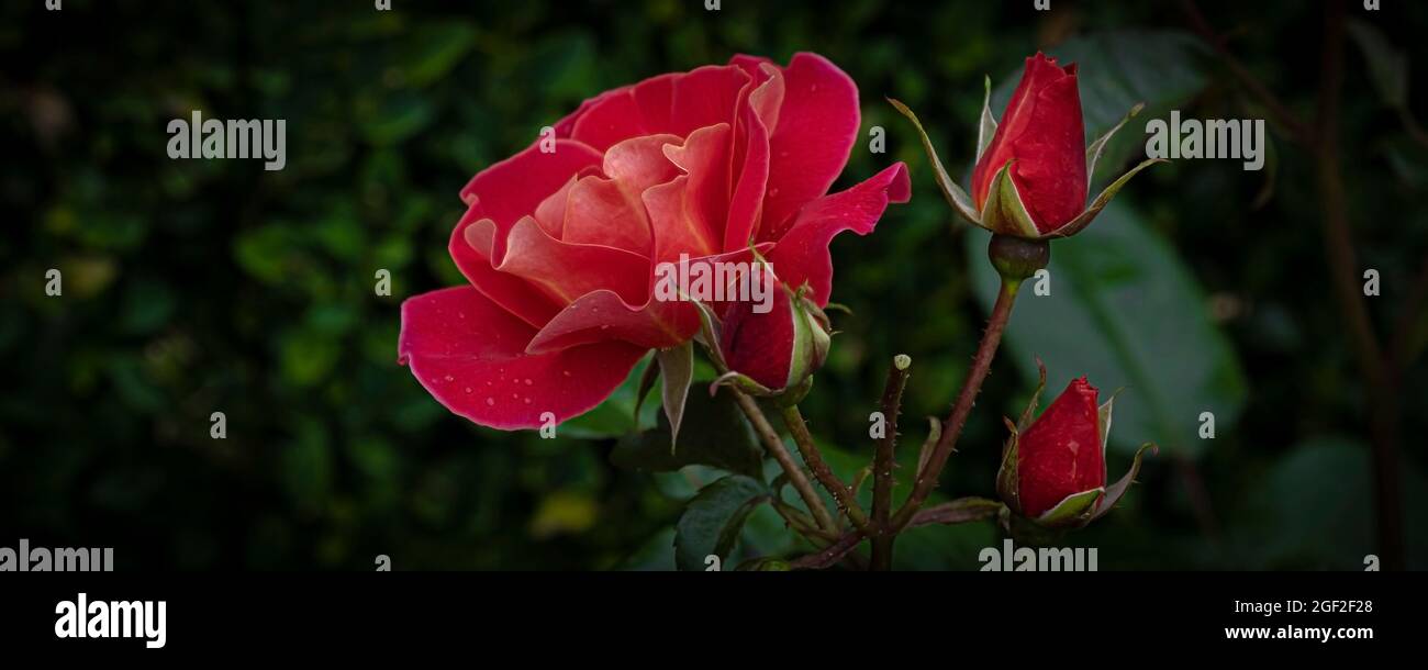 Growing red roses hi-res stock photography and images - Alamy