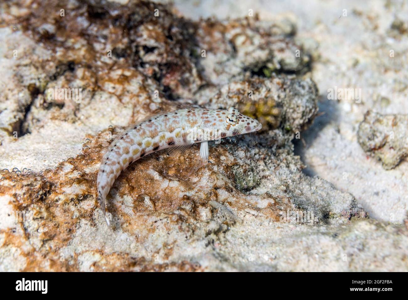 Thousand Spot Grubfish; Parapercis millipunctata; Maldives Stock Photo
