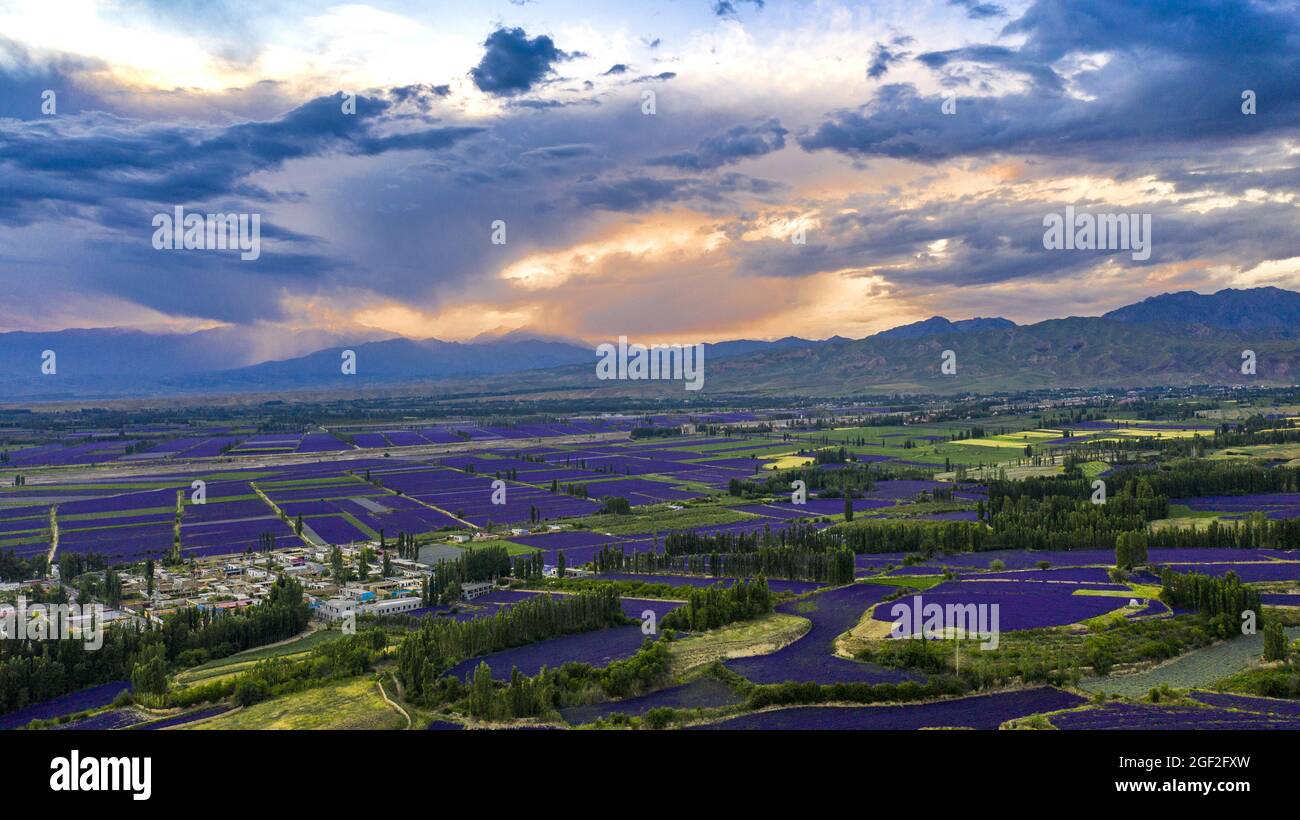 Yili, Yili, China. 23rd Aug, 2021. On June 13, 2020, lavender blooms in Lucaogou Town, Huocheng County, Ili Kazakh Autonomous Prefecture, Xinjiang, attracting tourists to visit. In June, the 37,500 acres of lavender planted in Lucaogou Town, Huocheng County ushered in the blooming season. Patches of purple lavender bloomed in the fields, forming a sea of romantic flowers, attracting many tourists to come and watch.Ã£â‚¬â‚¬Ã£â‚¬â‚¬The lavender base in Huocheng County blooms twice a year. It is the place where lavender blooms the longest in China. June, September and October are the best ti Stock Photo