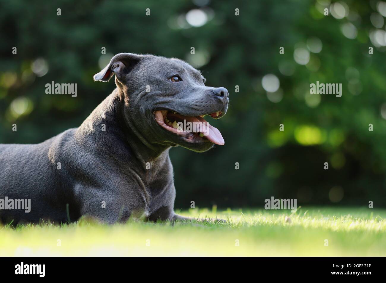 Blue clearance staffy american