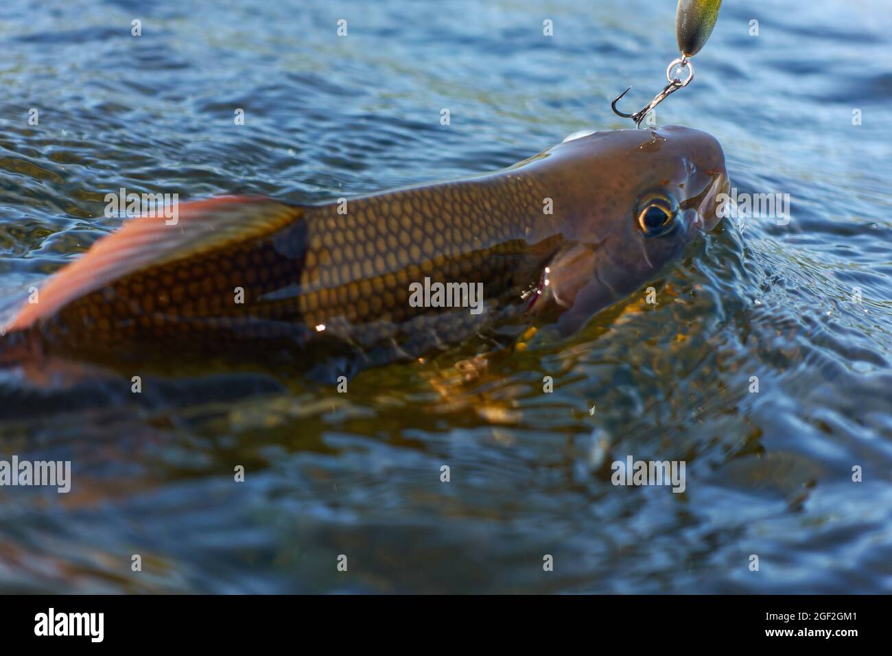 Grayling caught and hooked from Arctic river  by fisheman in Lapland in Sweden in Kiruna in August 2021. Stock Photo