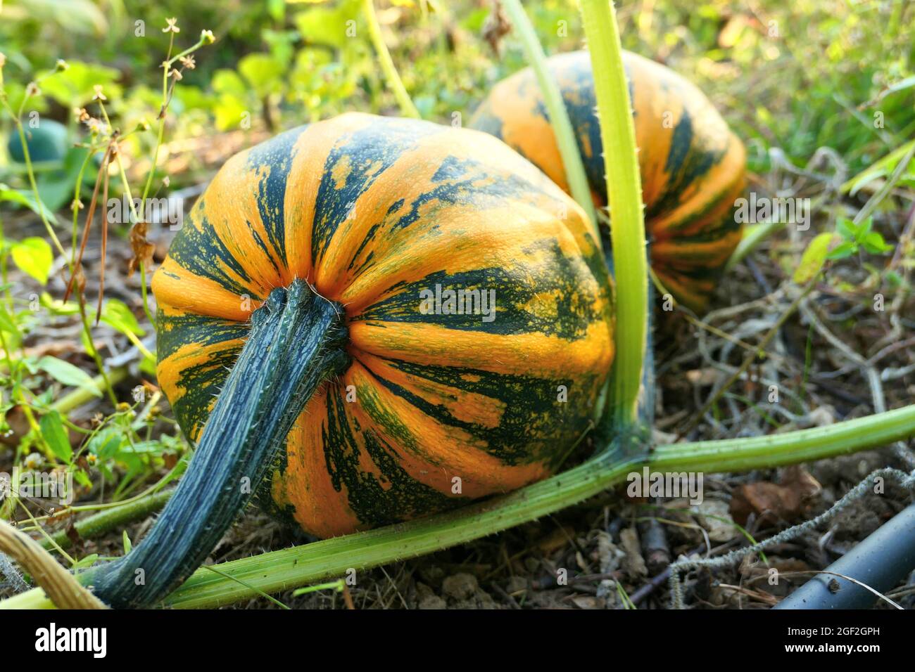 Pumpkins on pumpkin patch. Autumn winter squashes garden. Stock Photo