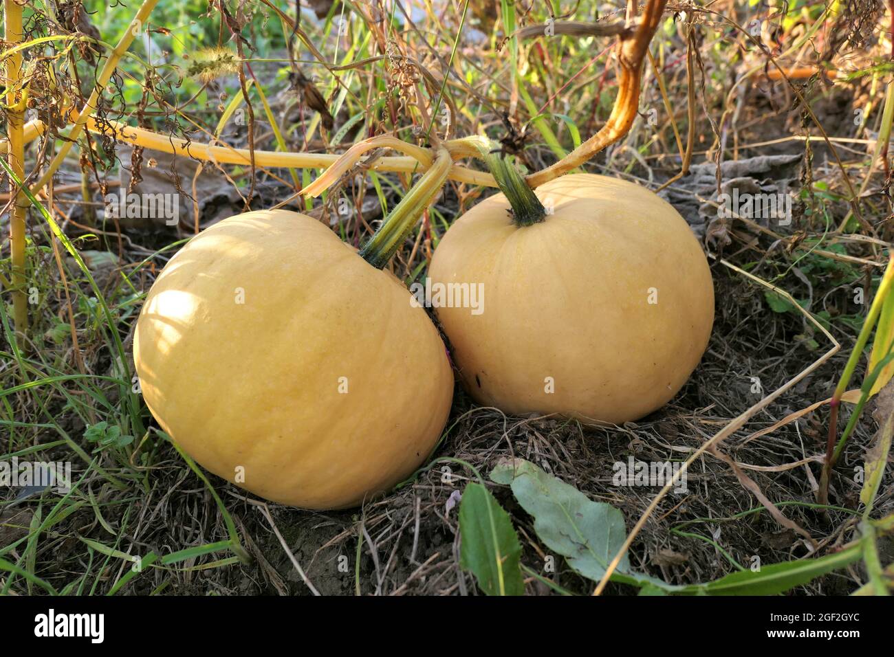 Pumpkins on pumpkin patch. Autumn garden. Stock Photo