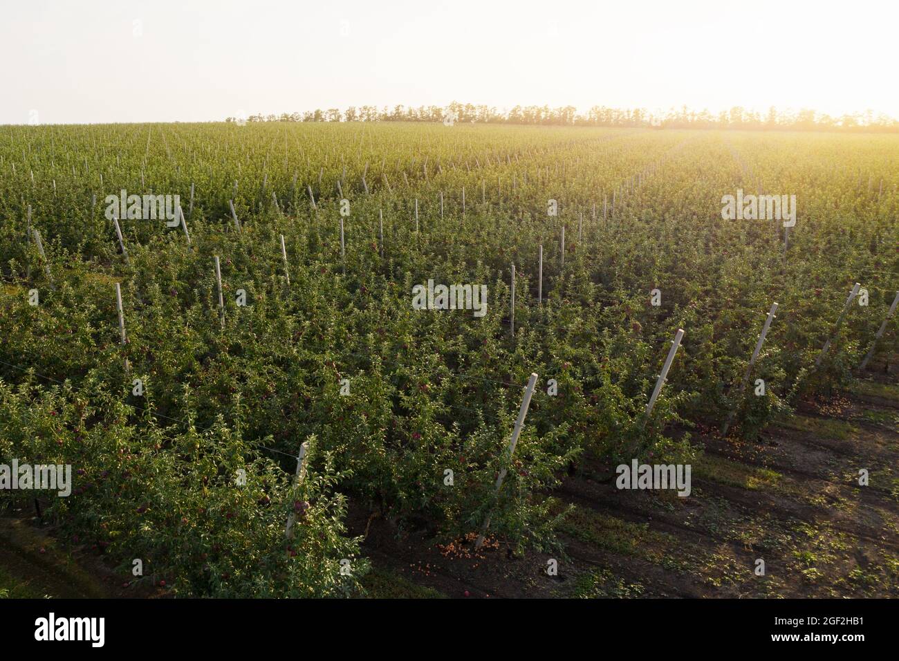 Aerial view of the summer apple orchard Stock Photo