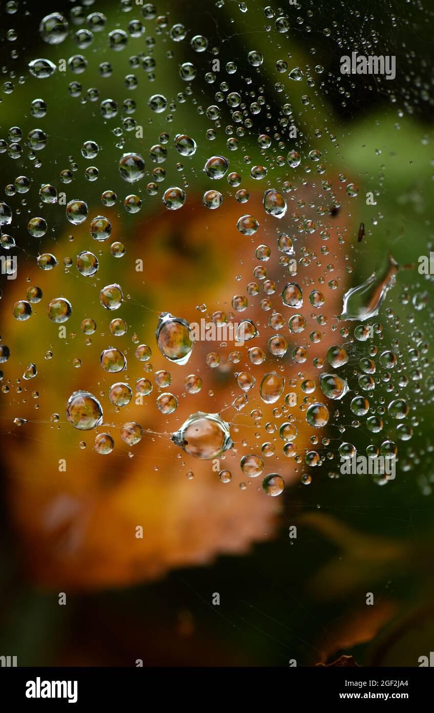Raindrops on spider web. Stock Photo