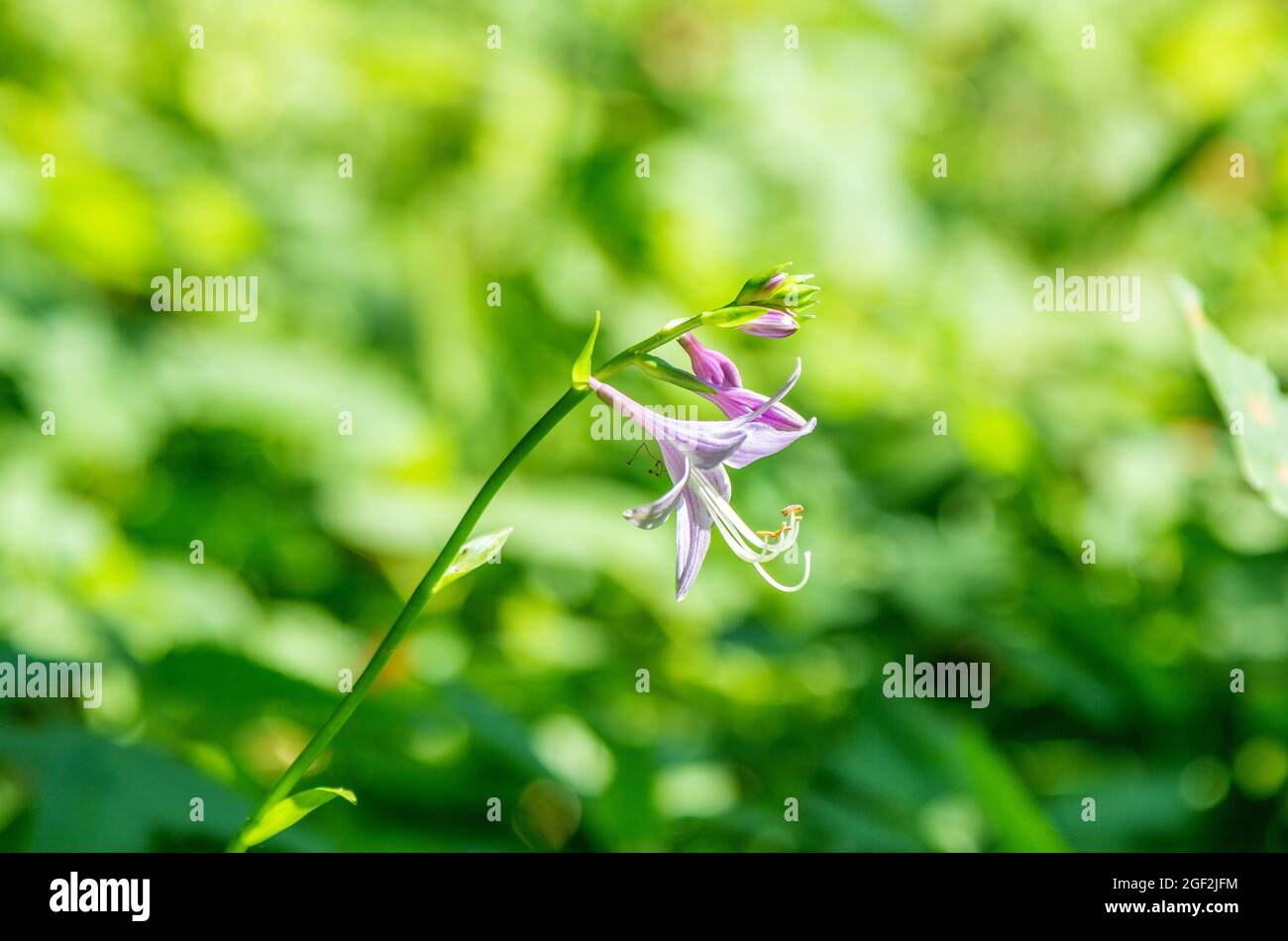 Beautiful blooming Hosta clausa with purple flower growing on the meadow. Summer nature. Stock Photo