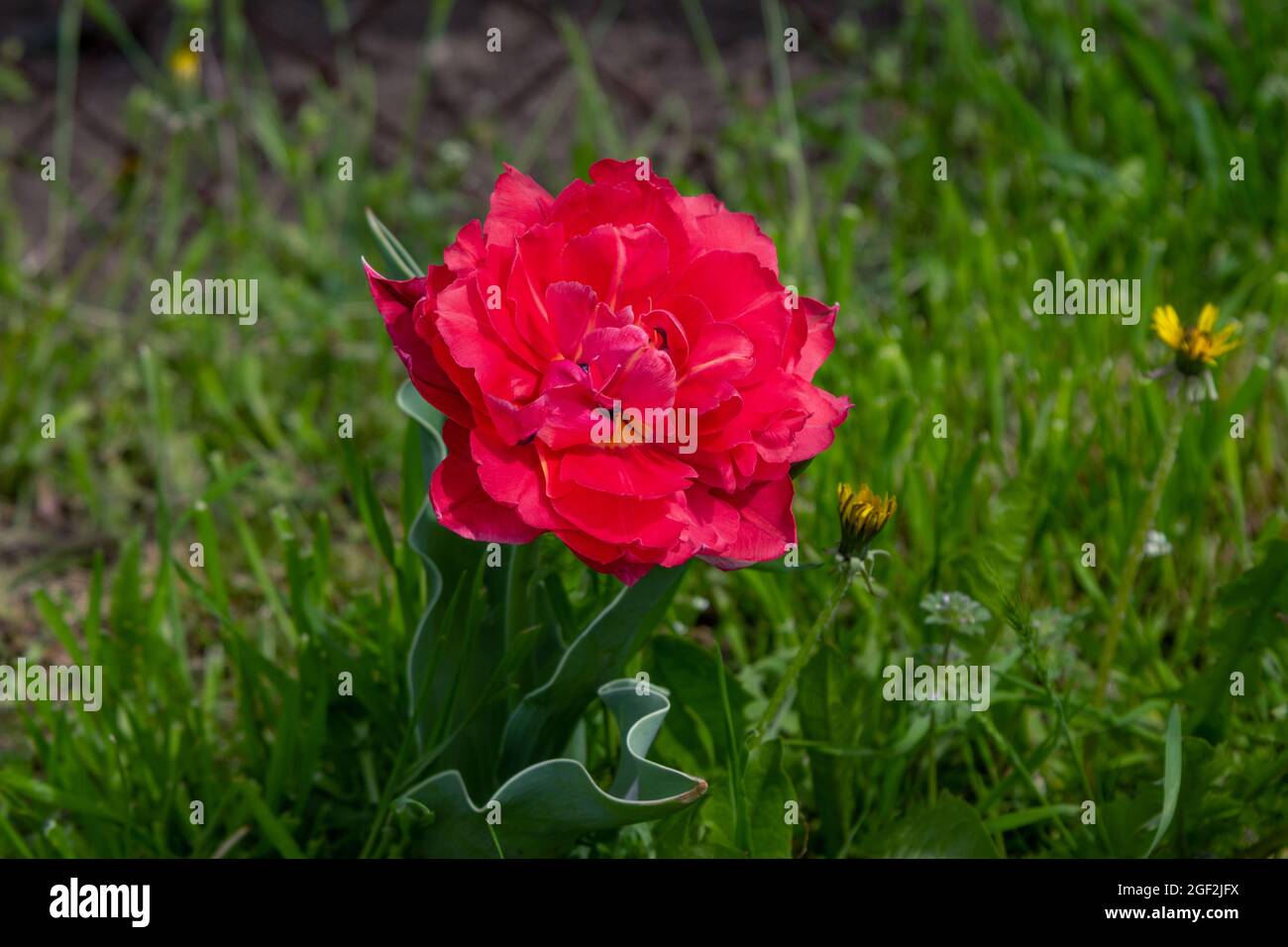 Beautiful blooming bright red peony tulip growing in the garden. Spring flowers. Stock Photo