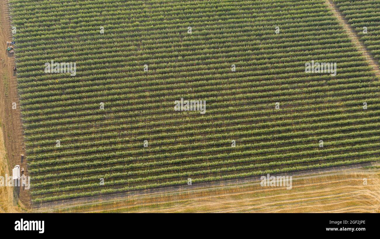 Aerial view of the summer apple orchard Stock Photo