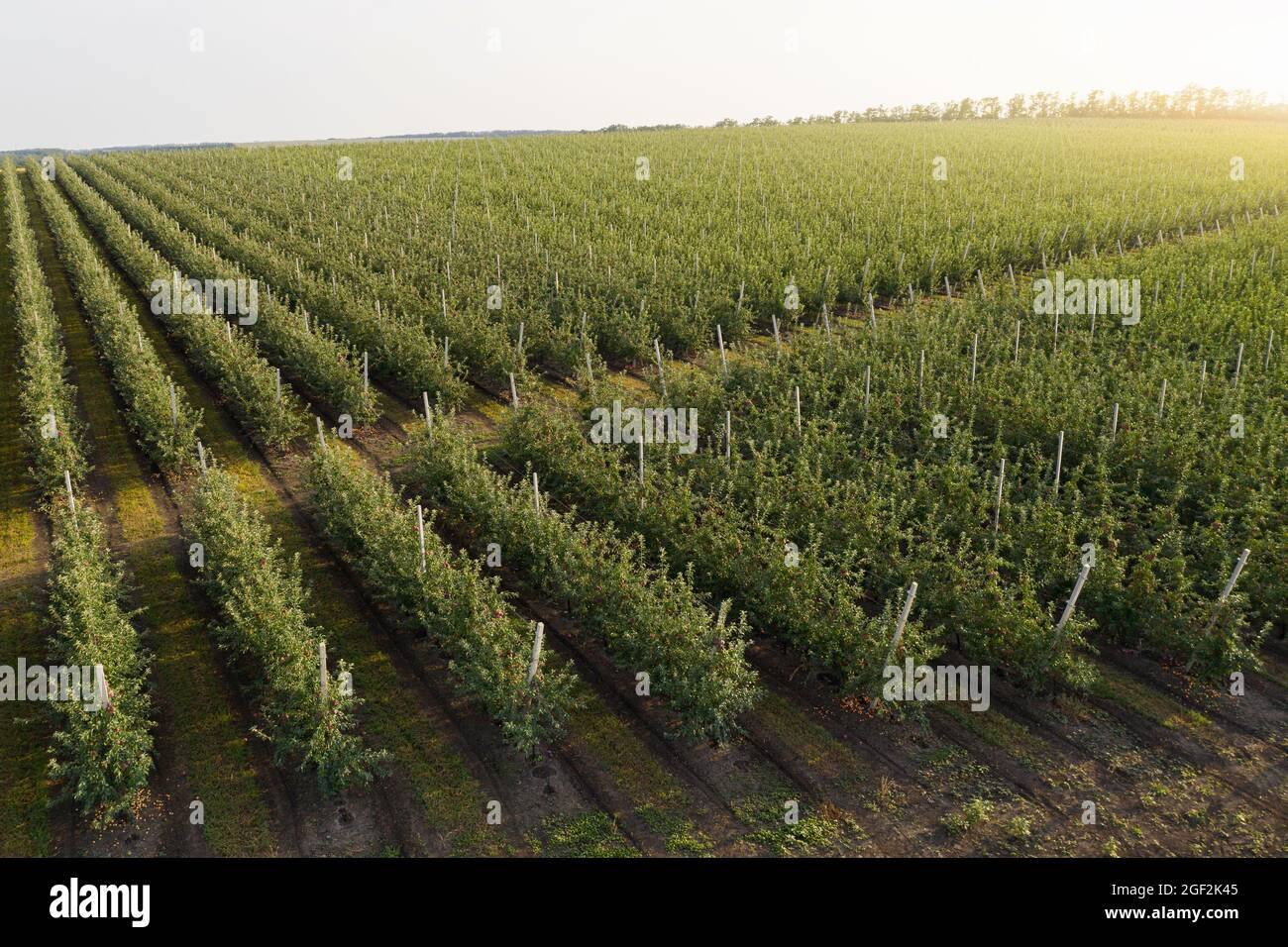 Aerial view of the summer apple orchard  Stock Photo