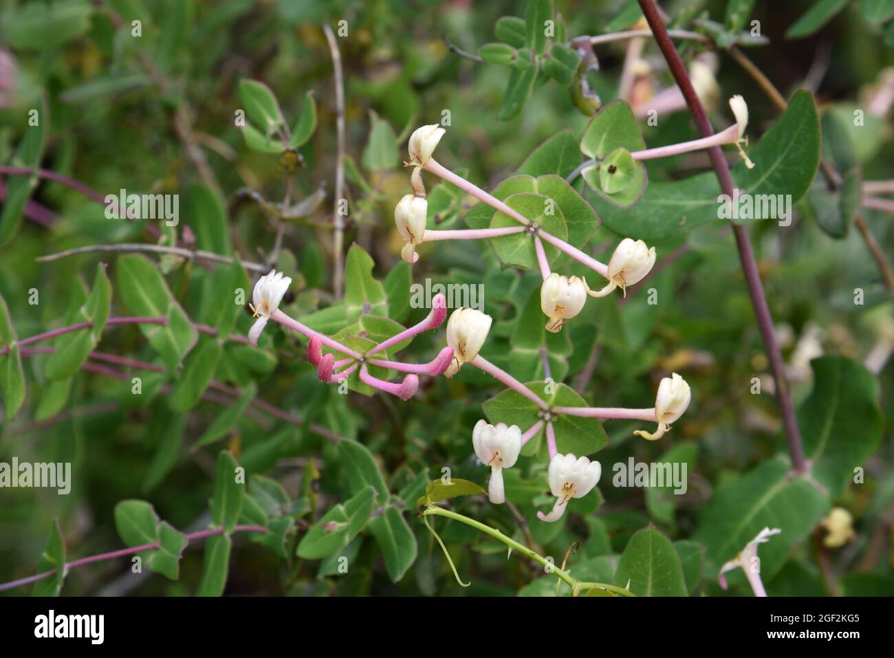 Lonicera implexa hi-res stock photography and images - Alamy