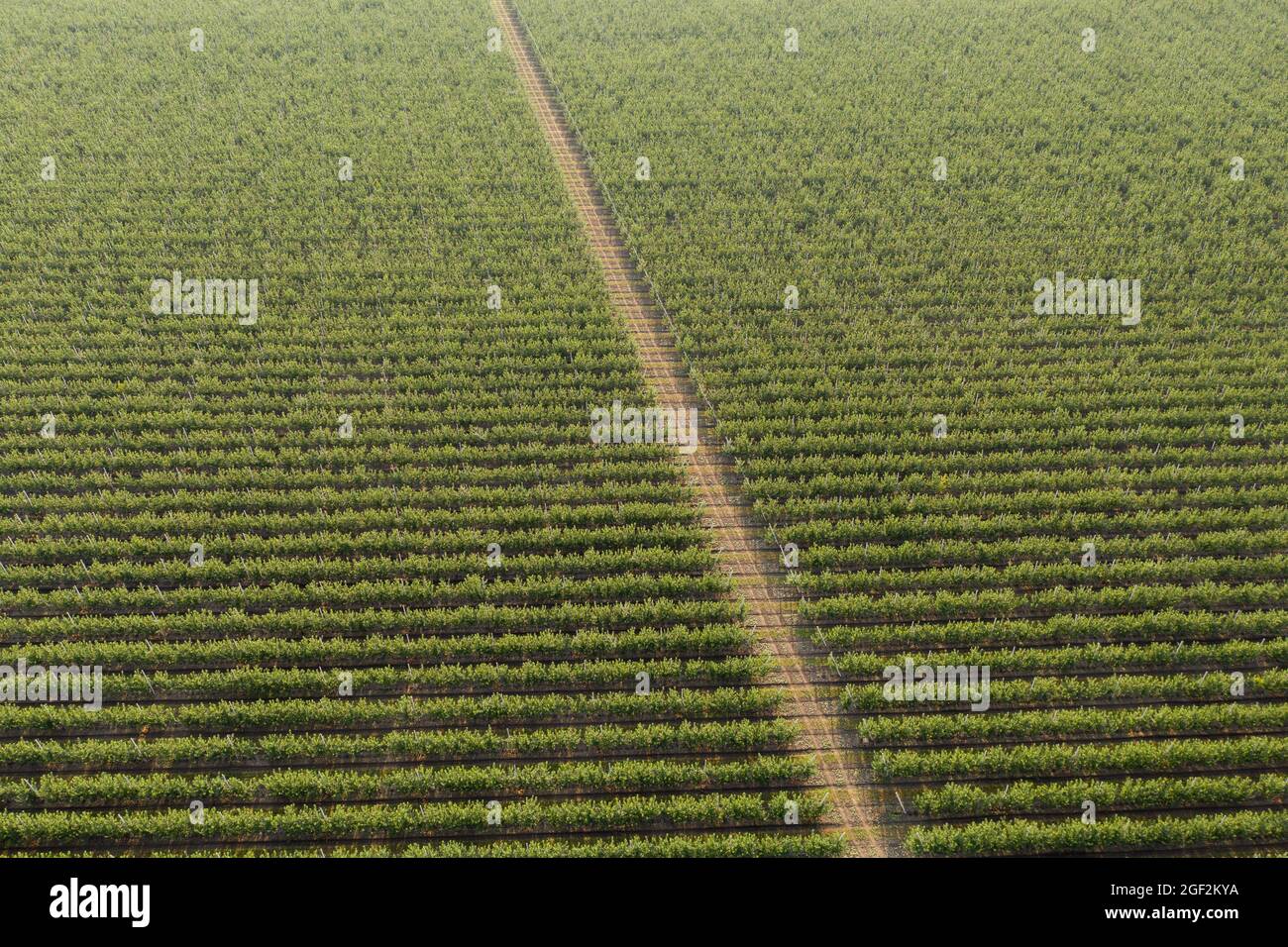 Aerial view of the summer apple orchard  Stock Photo