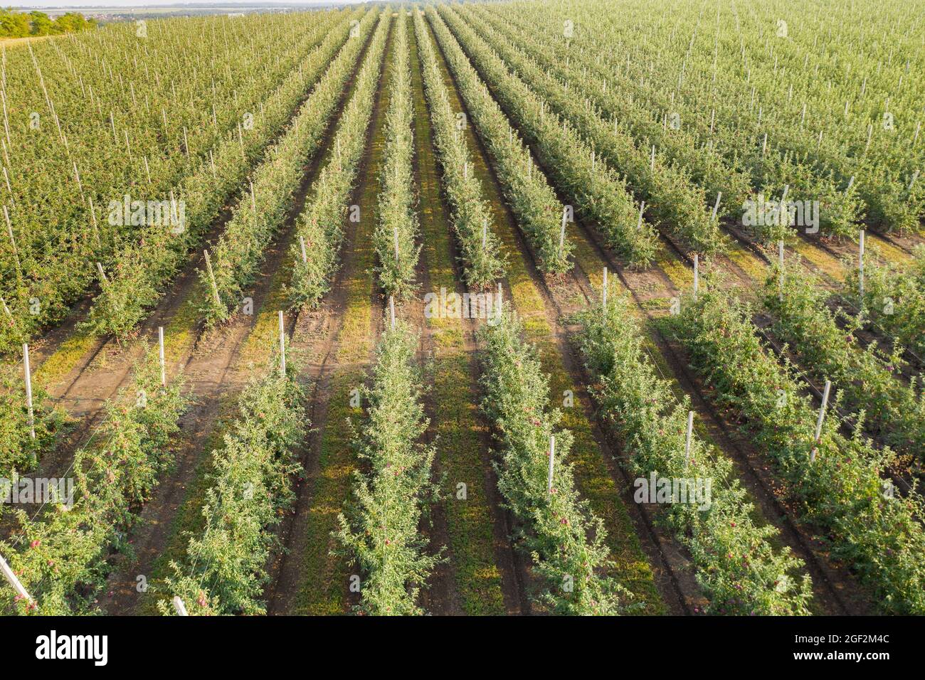 Aerial view of the summer apple orchard  Stock Photo