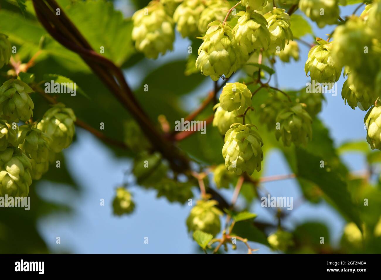 hops with ripe cones in summer Stock Photo