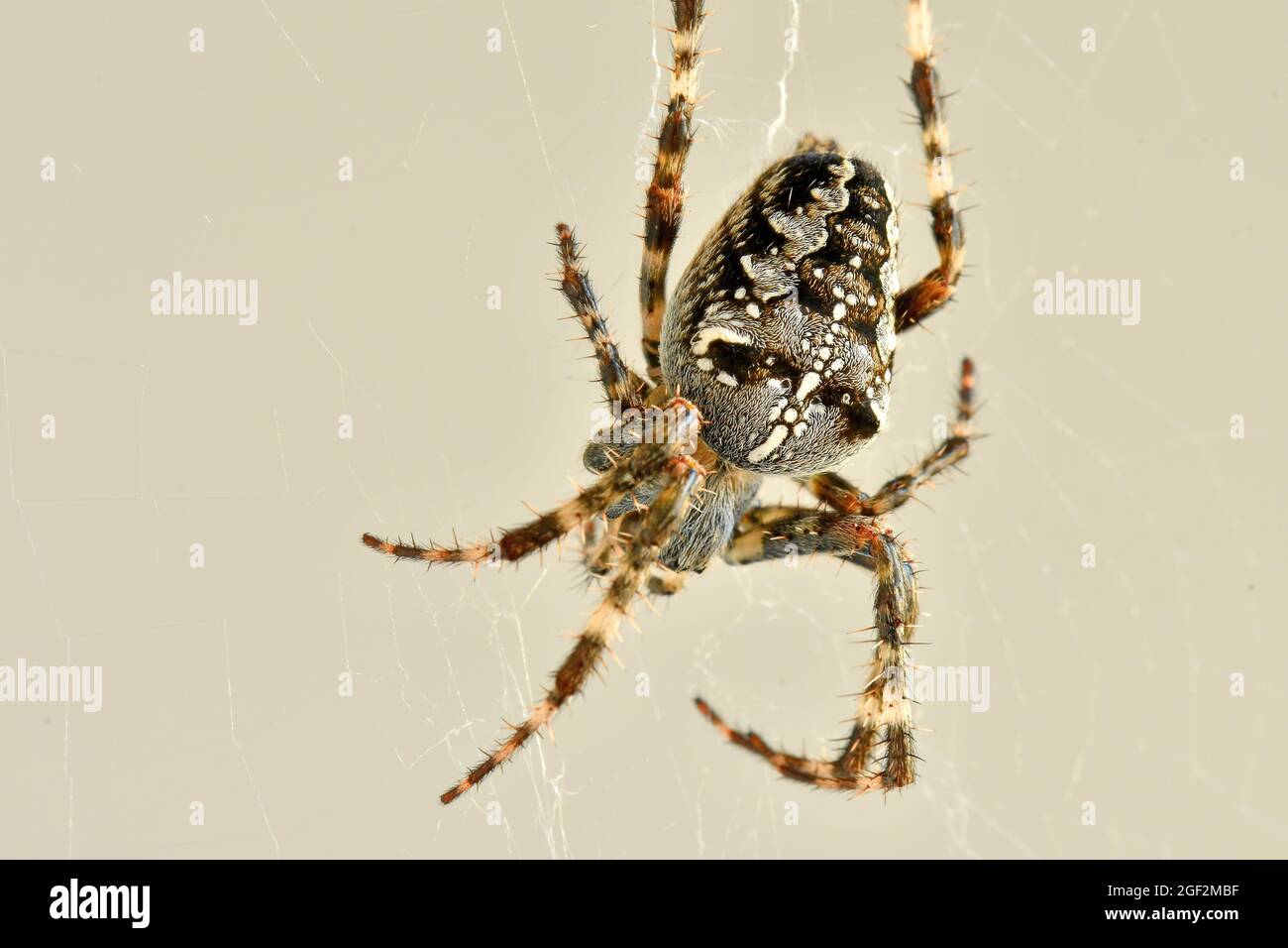 a garden spider in its web in a macro Stock Photo