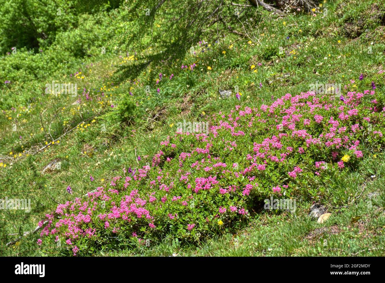 Rostblattrige alpenrose hi-res stock photography and images - Alamy