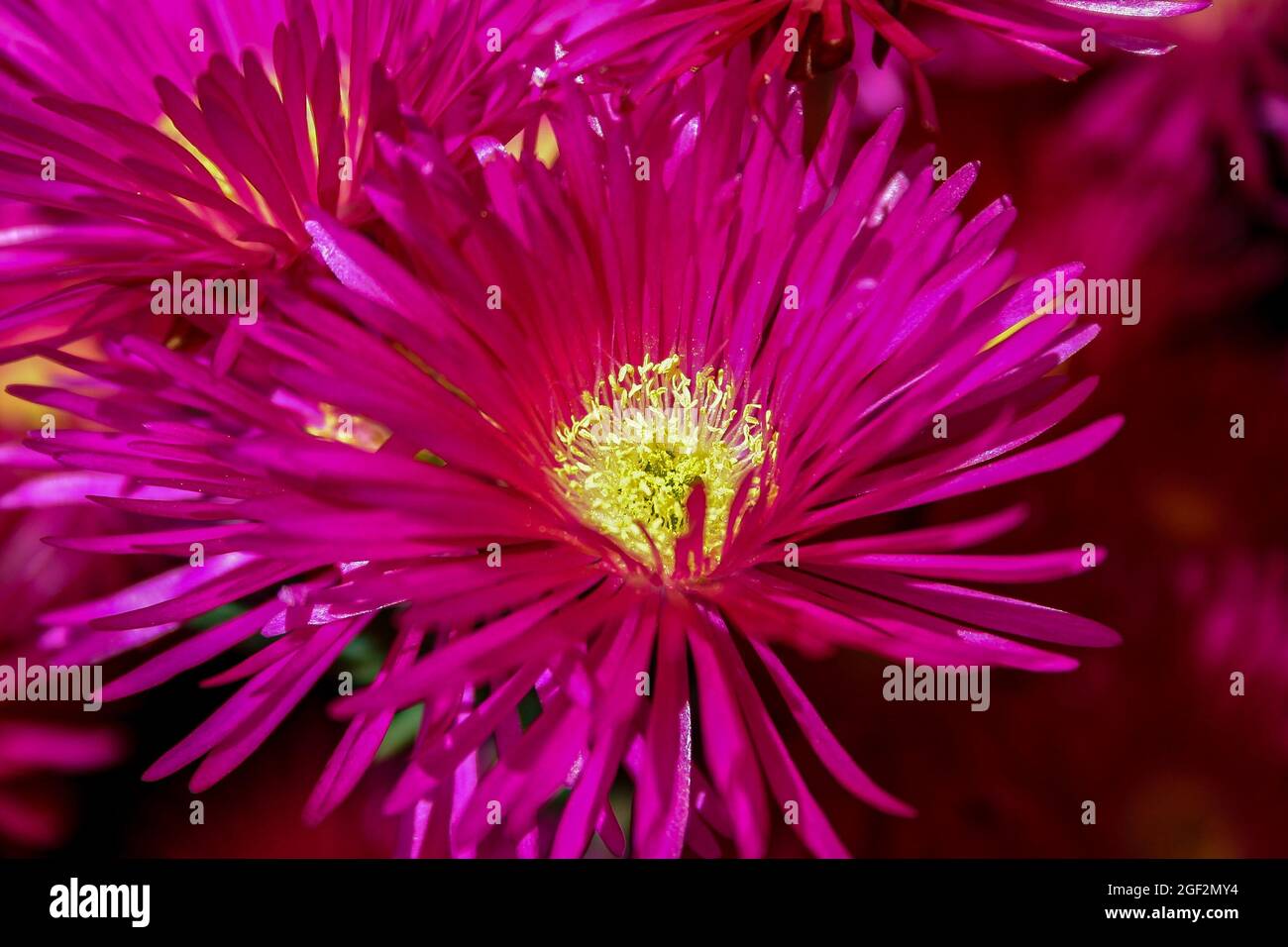 A Reddish-Pink Aster flower with bright yellow pollen Stock Photo