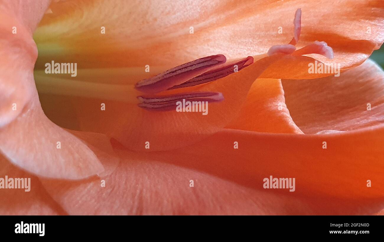 Orange gladiolus in close up Stock Photo