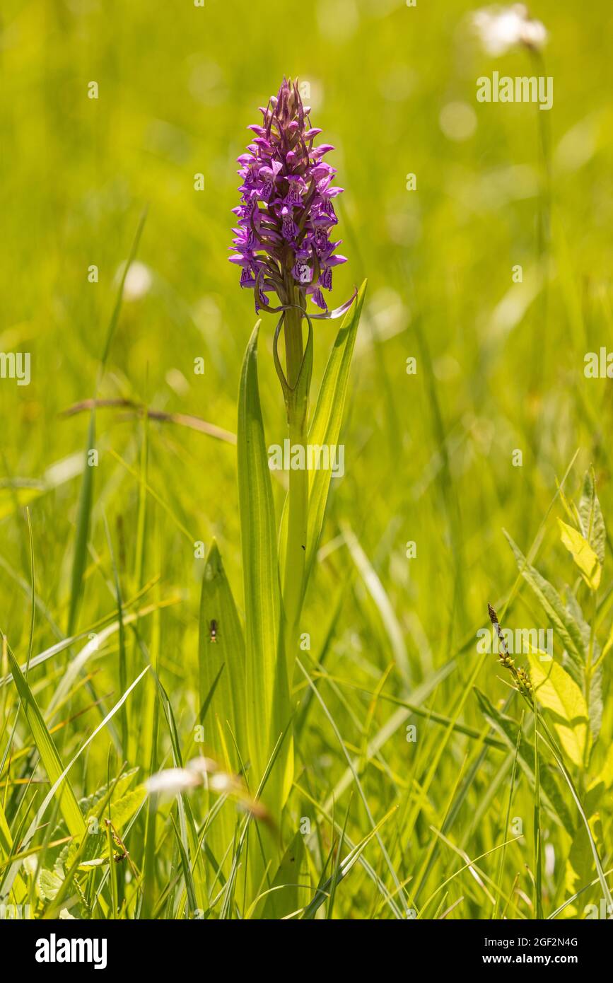 early marsh-orchid (Dactylorhiza incarnata), blooming, Germany, Bavaria, Chiemseemoore Stock Photo