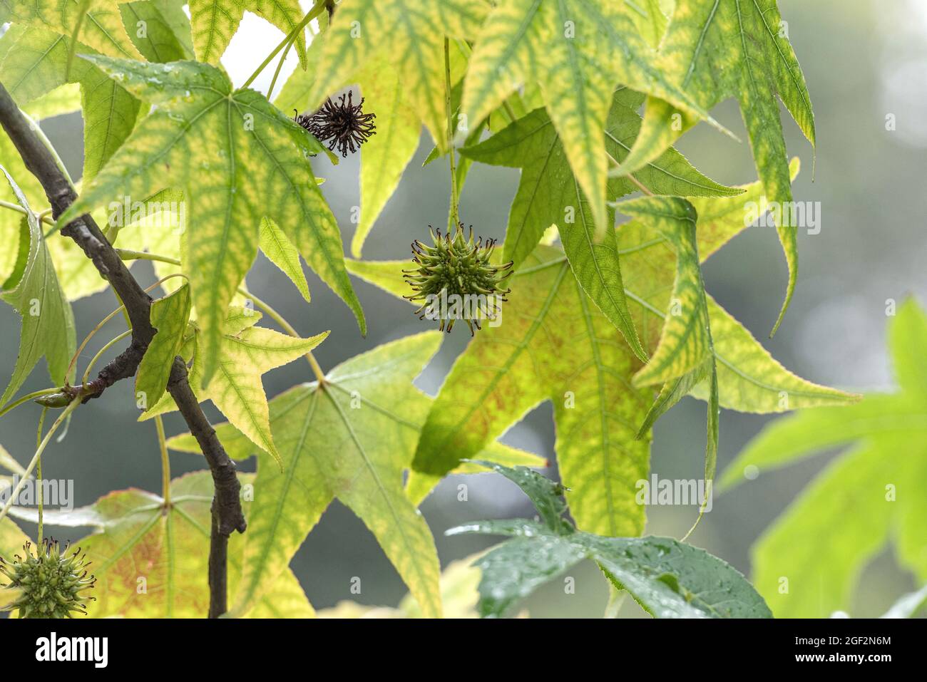 Satin Walnut, Sweet Gum, Red Gum (Liquidambar styraciflua), branch with fruits Stock Photo