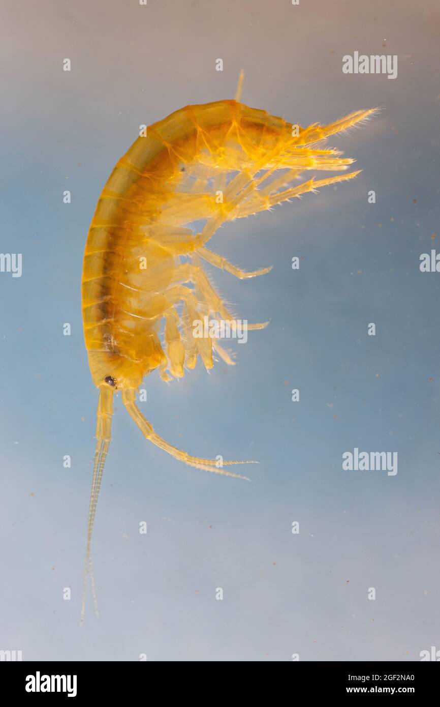 freshwater shrimp (Rivulogammarus pulex, Gammarus pulex), macro shot, Germany Stock Photo