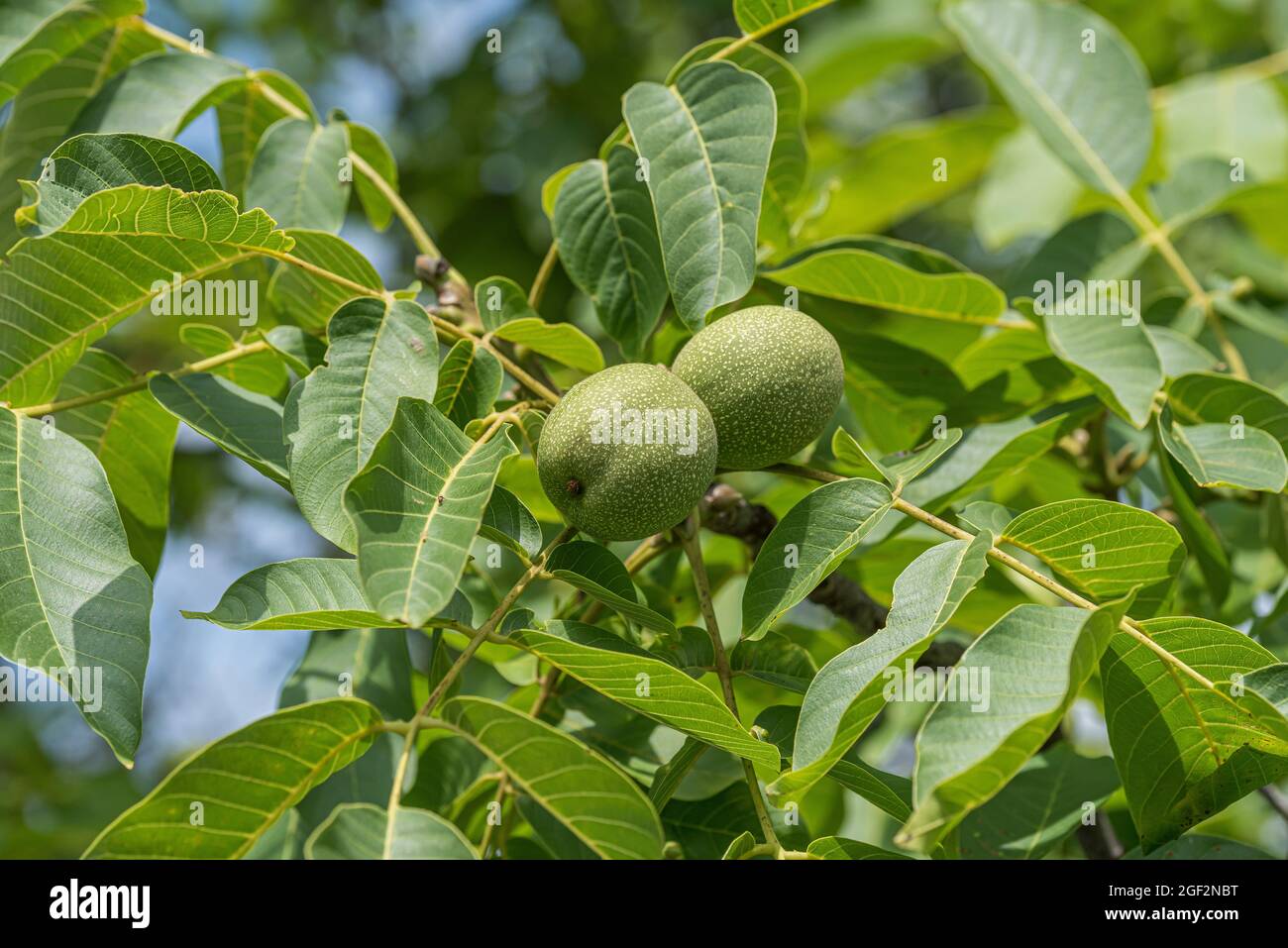 walnut (Juglans regia 'Ockerwitzer Lange', Juglans regia Ockerwitzer Lange), walnuts on a tree, cultivar Ockerwitzer Lange Stock Photo