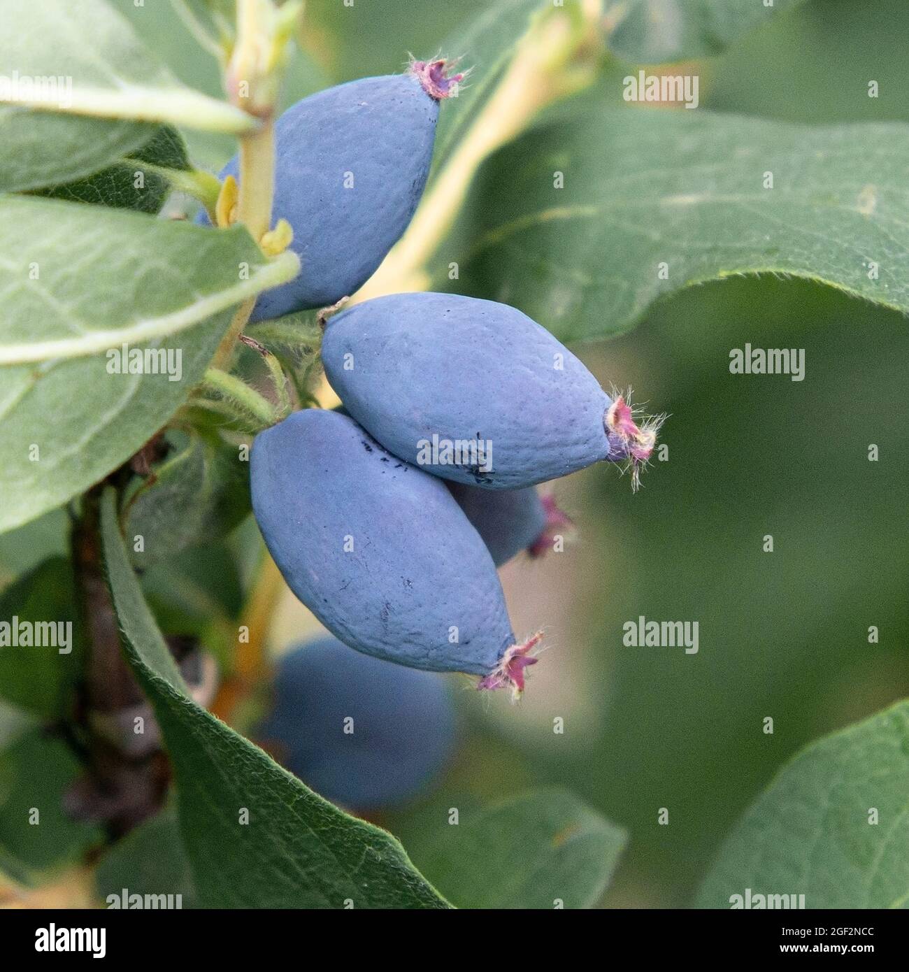 blue-berried honeysuckle, bluefly honeysuckle, sweetberry honeysuckle, Blue Honeysuckle (Lonicera caerulea 'Leningradski Velikan', Lonicera caerulea Stock Photo