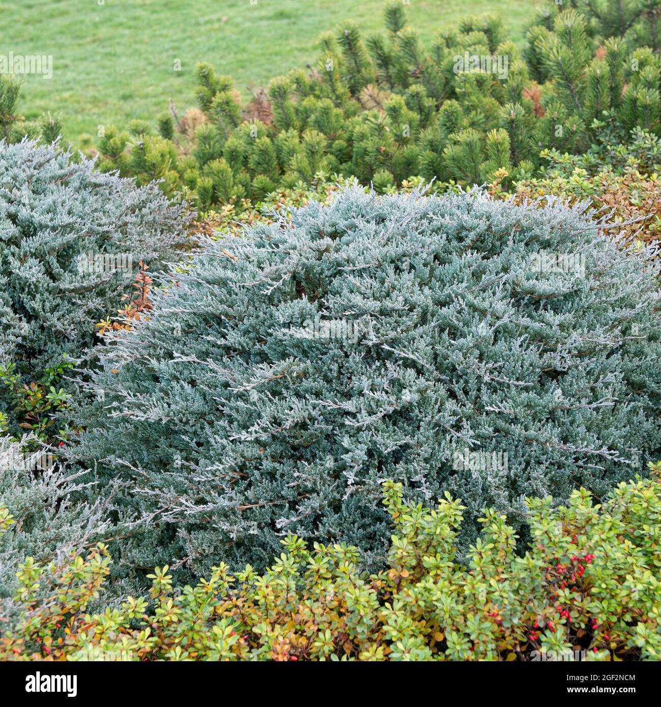 blue rug juniper, creeping juniper (Juniperus horizontalis 'Blue Chip', Juniperus horizontalis Blue Chip), cultivar Blue Chip Stock Photo