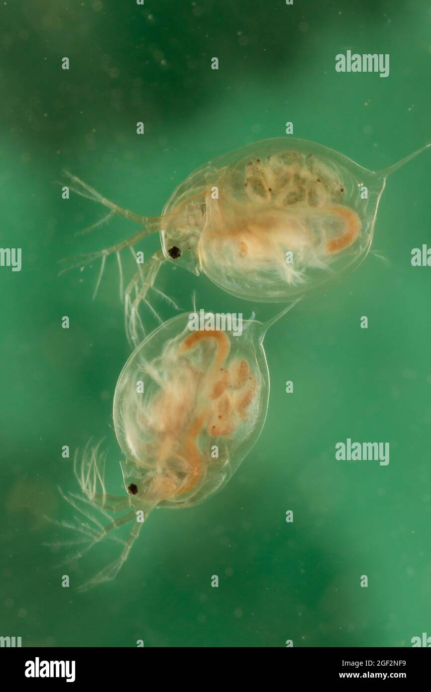 common water flea (Daphnia pulex), with embryos in the brood chamber, Germany Stock Photo