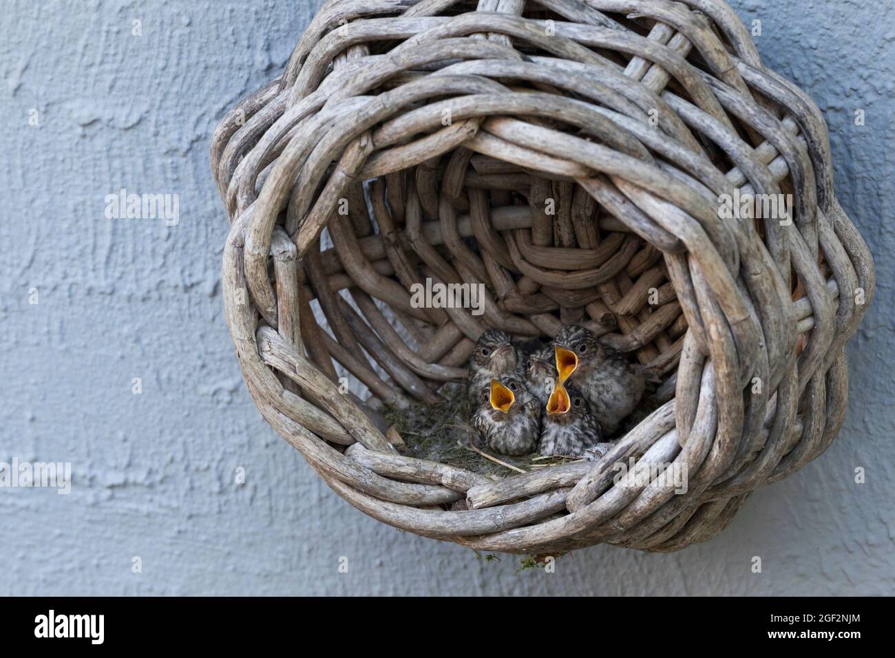 spotted flycatcher (Muscicapa striata), begging young birds in an old basket at the house , Germany Stock Photo