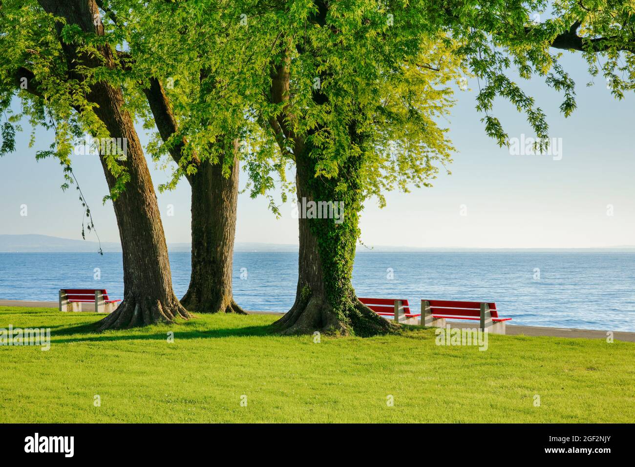 silver maple, white maple, bird's eye maple (Acer saccharinum), Two benches at the shore of Lake Constance near Arbon, Thurgau, Switzerland, Thurgau Stock Photo