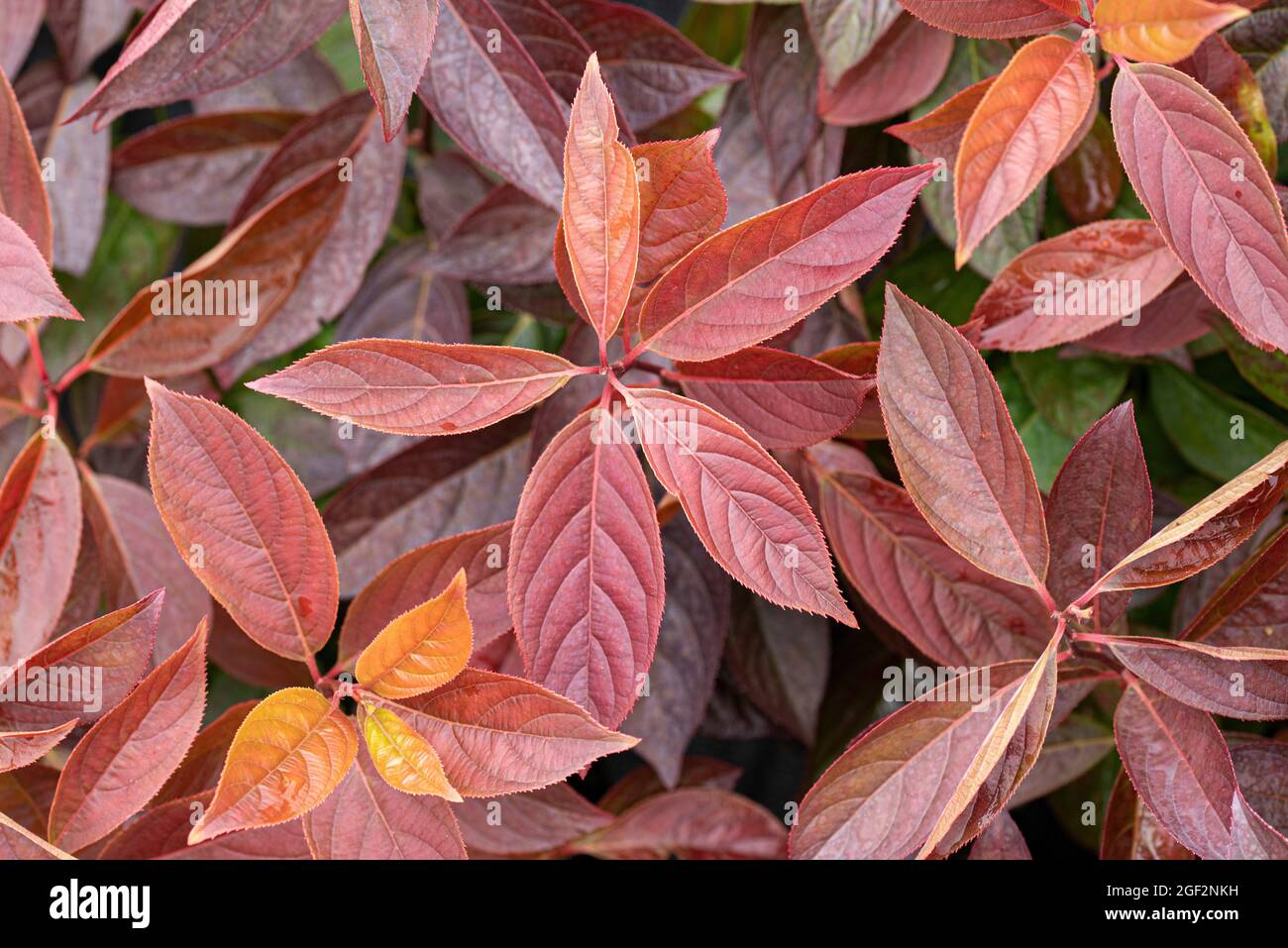 Virginia willow, Virginia sweetspire (Itea virginica 'Little Henry', Itea virginica Little Henry), autumn leaves of cultivar Little Henry, Germany Stock Photo