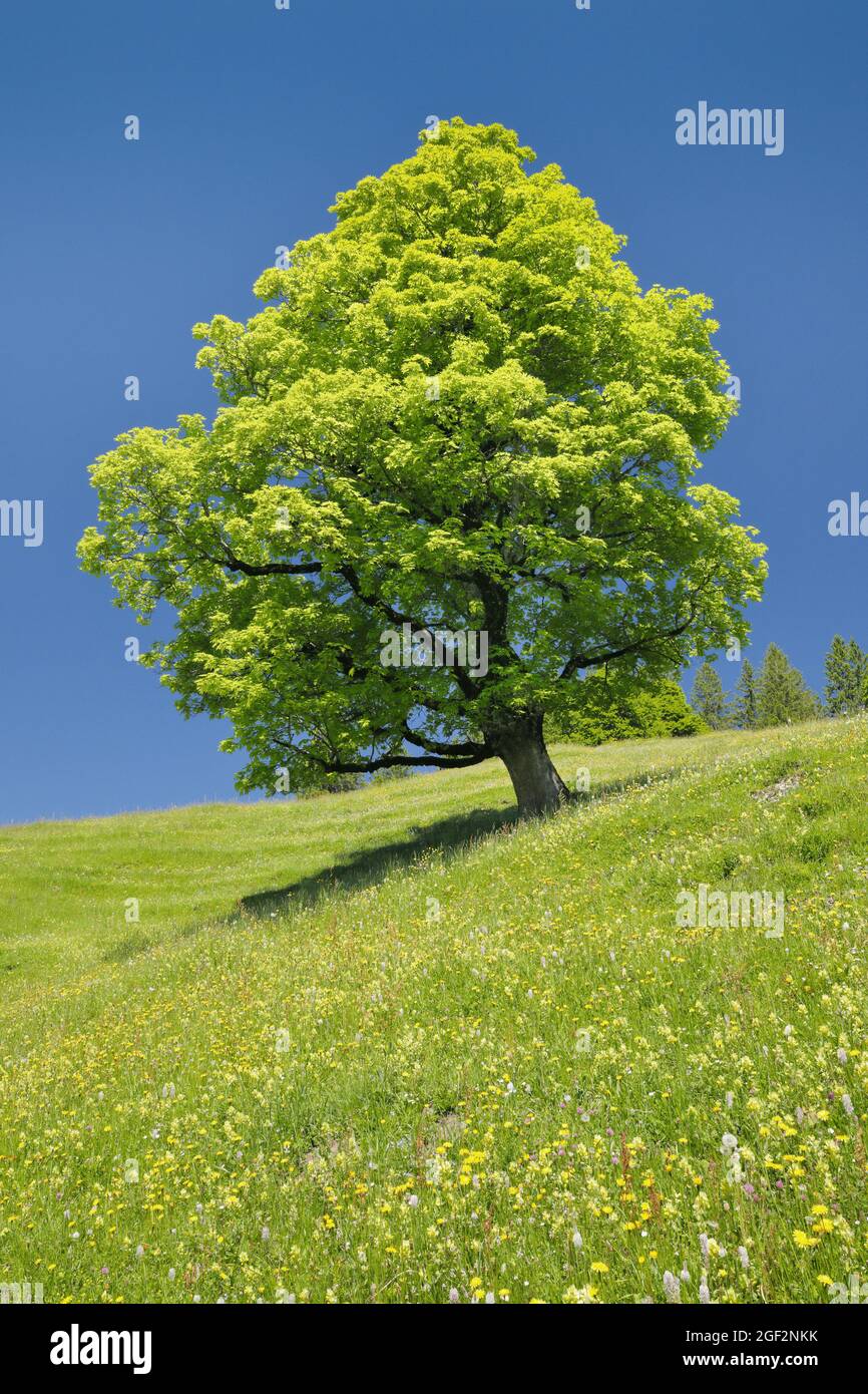 sycamore maple, great maple (Acer pseudoplatanus), Free-standing sycamore maple in a sping meadow near Ennetbuehl, Toggenburg, Switzerland, St. Stock Photo
