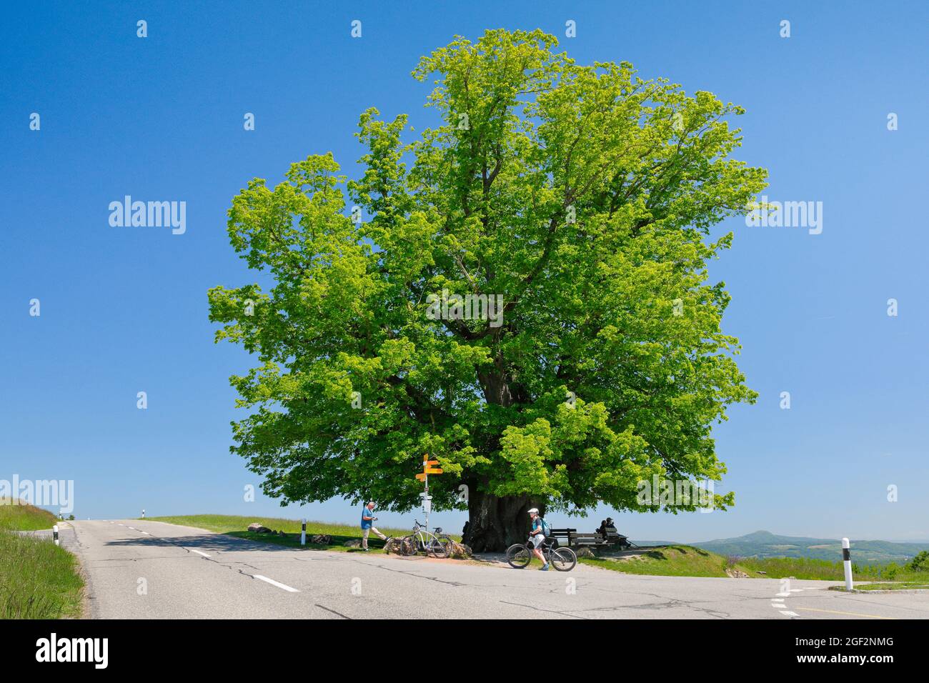 large-leaved lime, lime tree (Tilia platyphyllos), Linden tree of Linn, large ancient linden tree standing at the intersection under a blue sky, Stock Photo