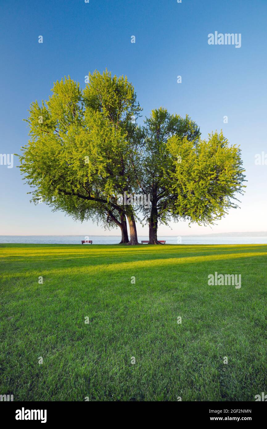 silver maple, white maple, bird's eye maple (Acer saccharinum), Benches under large silver maple grove on shore of Lake Constance near Arbon, Stock Photo