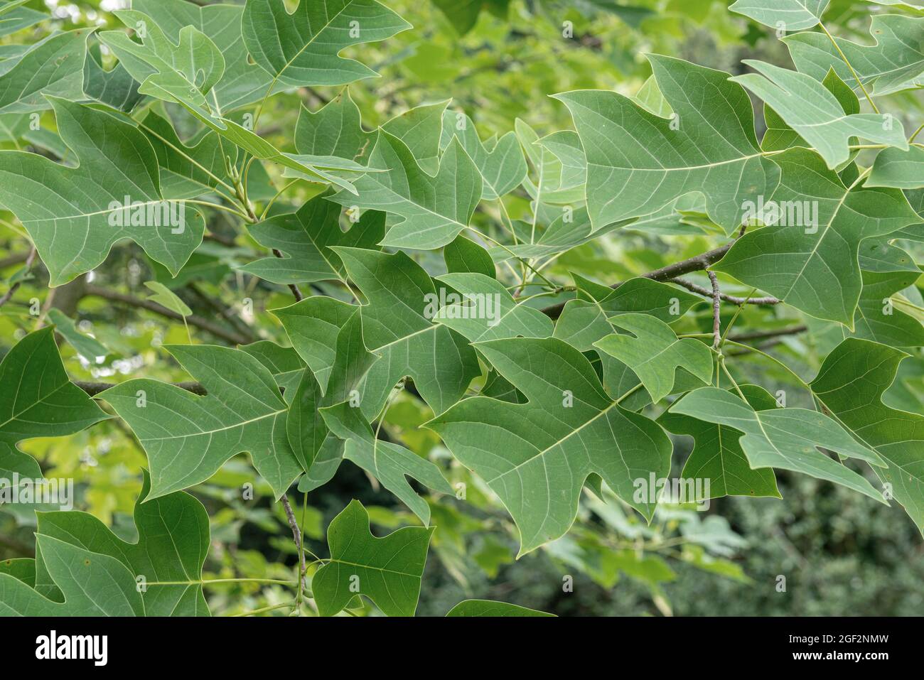 Chinese tulip poplar, Chinese tulip tree, Chinese whitewood (Liriodendron chinensis, Liriodendron chinense), leaves on a branch Stock Photo