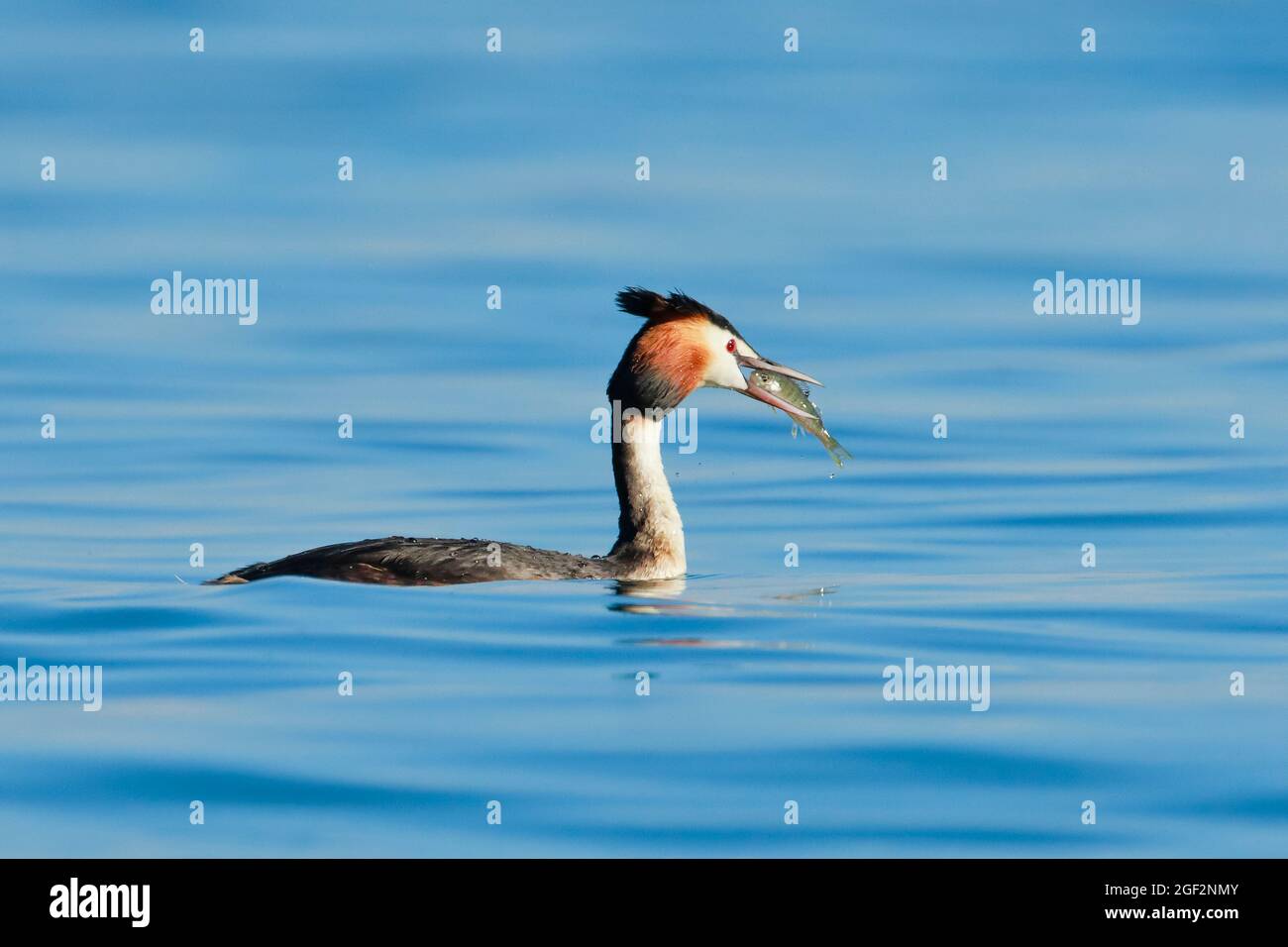great crested grebe (Podiceps cristatus), swimming male in breeding plumage with fish in its beak , Switzerland Stock Photo