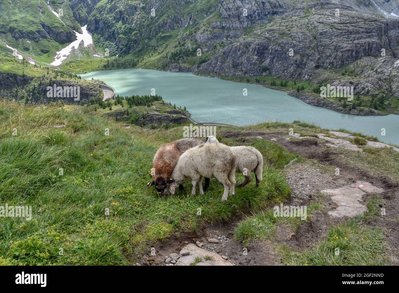 Wolle High Resolution Stock Photography and Images - Alamy