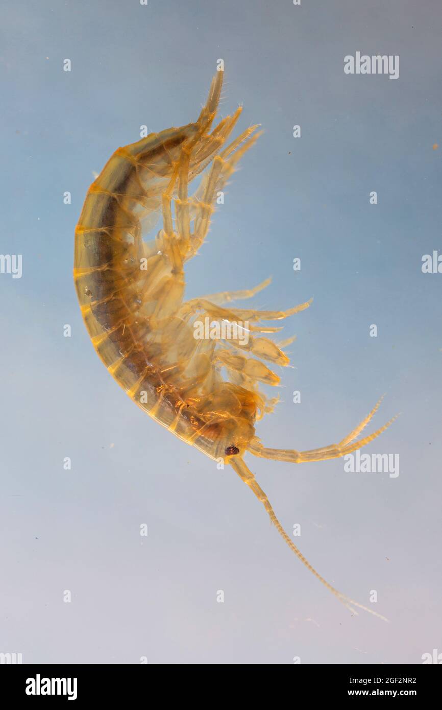 freshwater shrimp (Rivulogammarus pulex, Gammarus pulex), macro shot, Germany Stock Photo