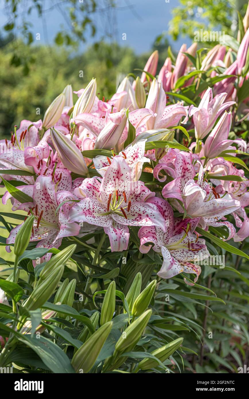 lily (Lilium 'Solution', Lilium Solution), flowers of cultivar Solution Stock Photo