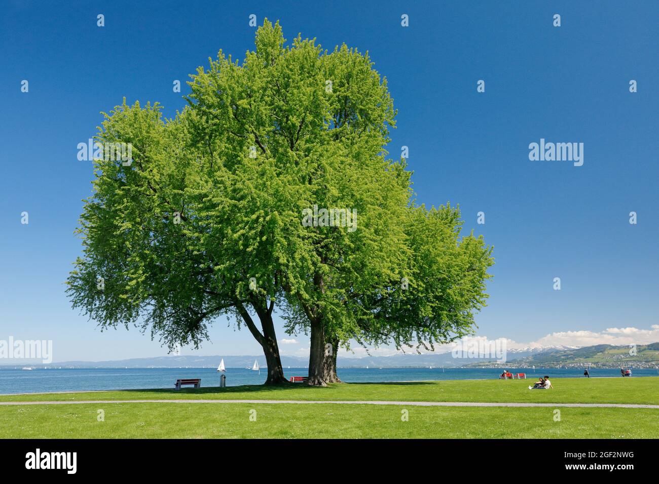 silver maple, white maple, bird's eye maple (Acer saccharinum), Large single silver maple and lawn on shore of Lake Constance near Arbon, Thurgau, Stock Photo