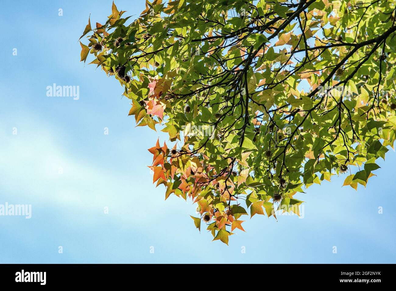 formosa sweet gum (Liquidambar formosana), branch with fruits, Japan Stock Photo