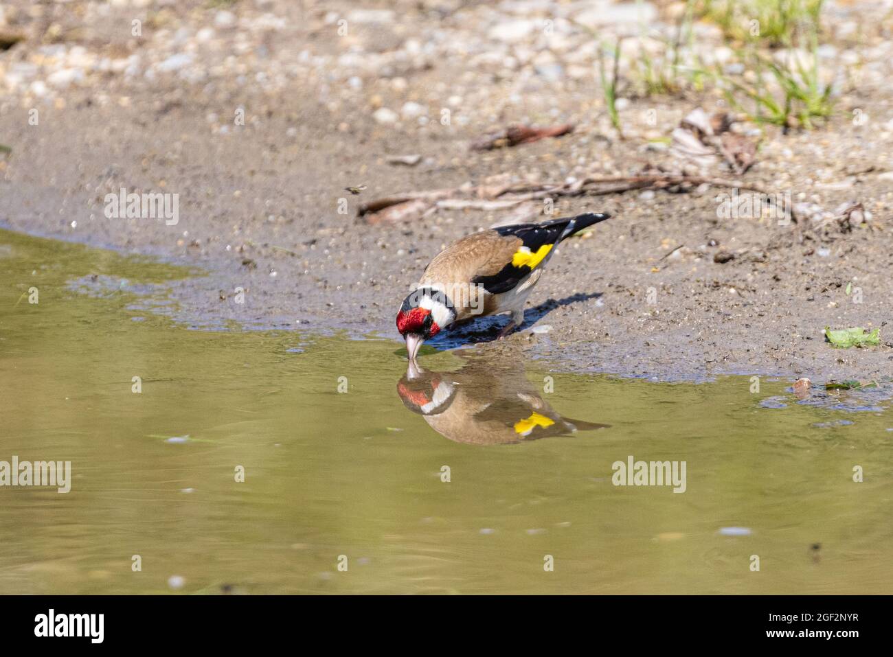 Eurasian goldfinch (Carduelis carduelis), drinks from a puddle, Germany, Bavaria Stock Photo
