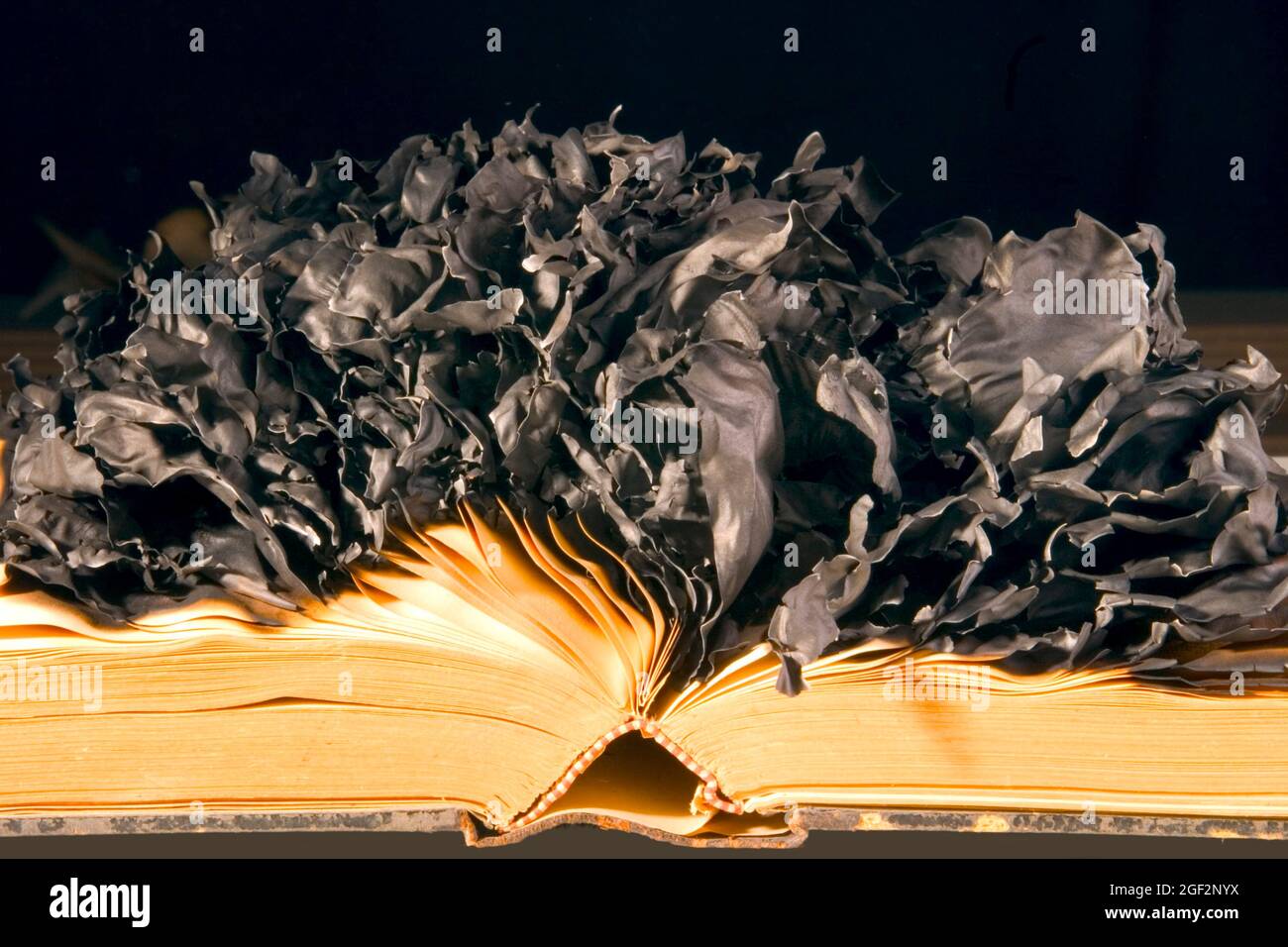 open burned book Stock Photo Alamy