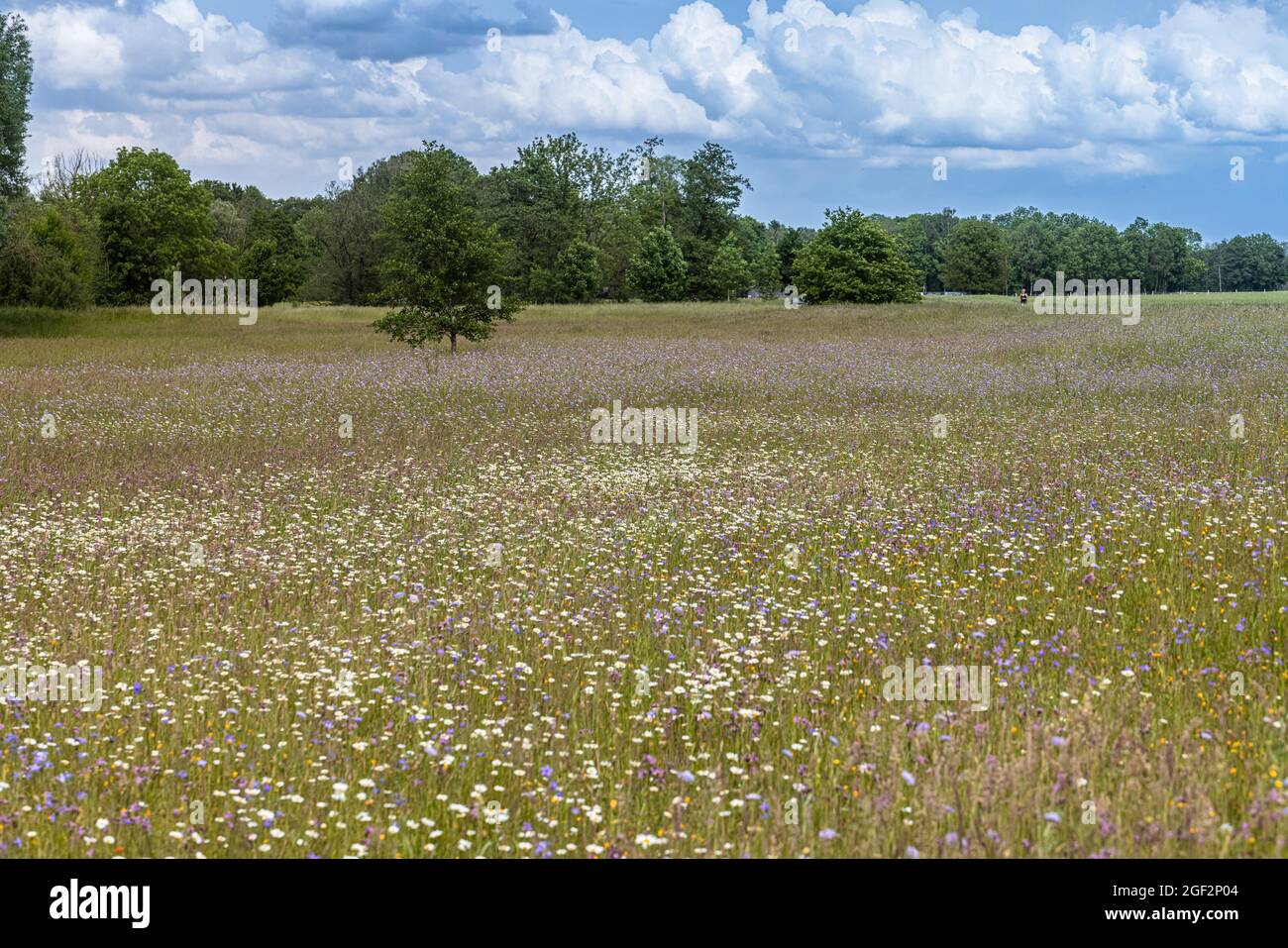 blue button, field scabious (Knautia arvensis), blooming in a meadow together with daisies, Germany, Bavaria, Isental Stock Photo