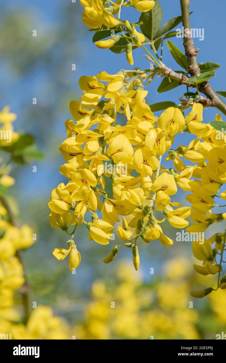 goldenchain tree (Laburnum vulgare), blooming Stock Photo