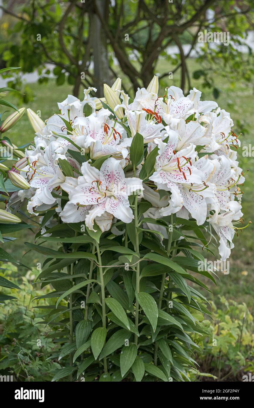 lily (Lilium 'Muscadet', Lilium Muscadet), flowers of cultivar Muscadet