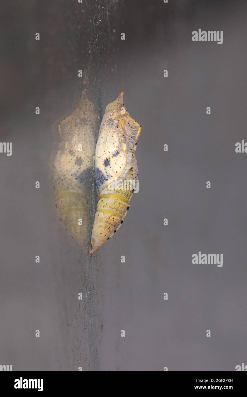 Small white, Cabbage butterfly, Imported cabbageworm (Pieris rapae, Artogeia rapae), pupa on a pane just before hatching, Germany Stock Photo