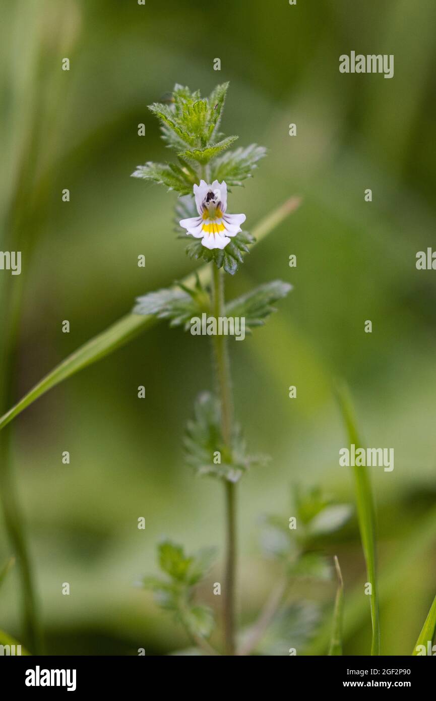 Euphrasia officinalis subsp. rostkoviana (Euphrasia officinalis subsp. rostkoviana), blooming, Germany, Bavaria Stock Photo