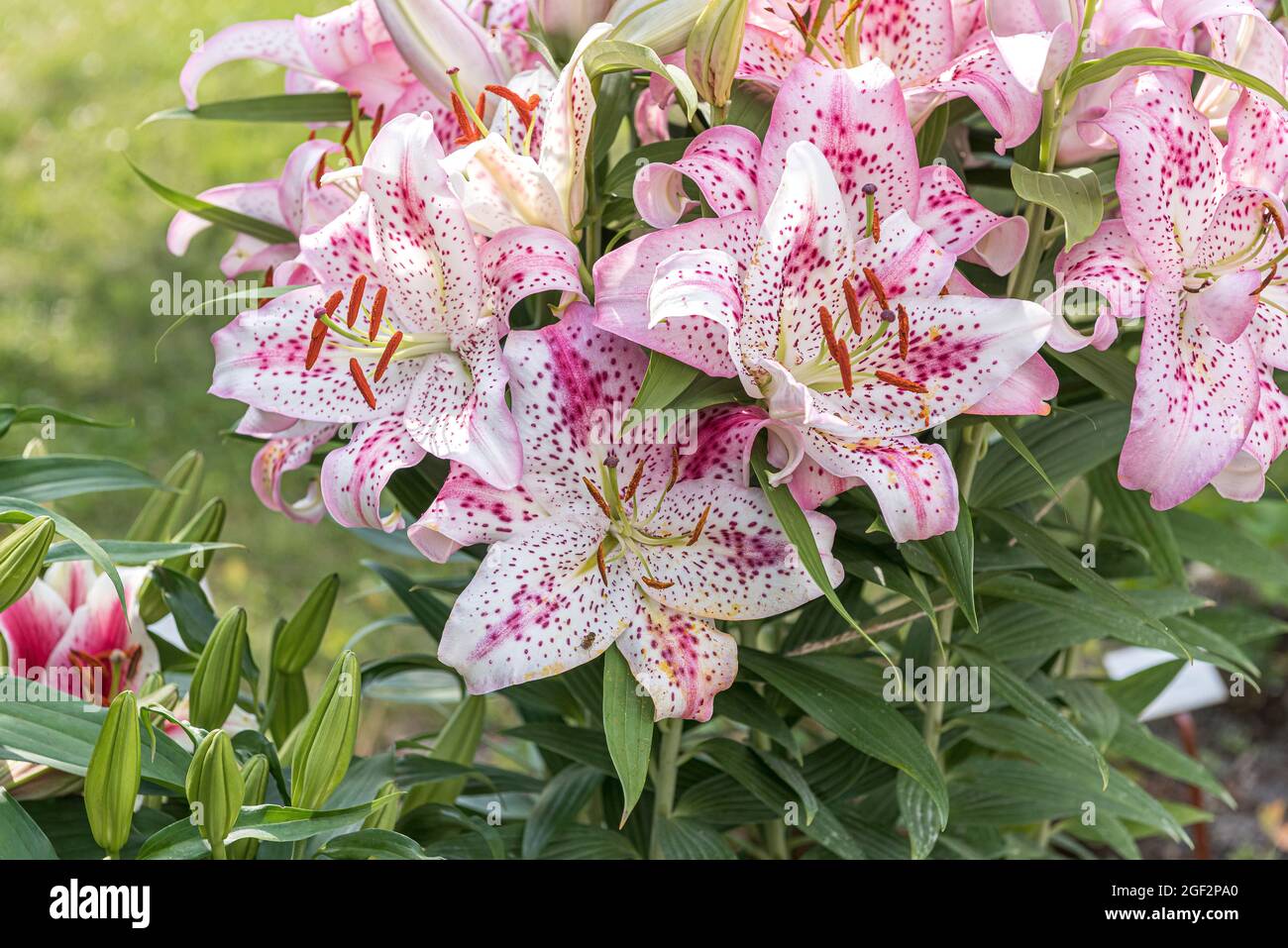 lily (Lilium 'Solution', Lilium Solution), flowers of cultivar Solution Stock Photo