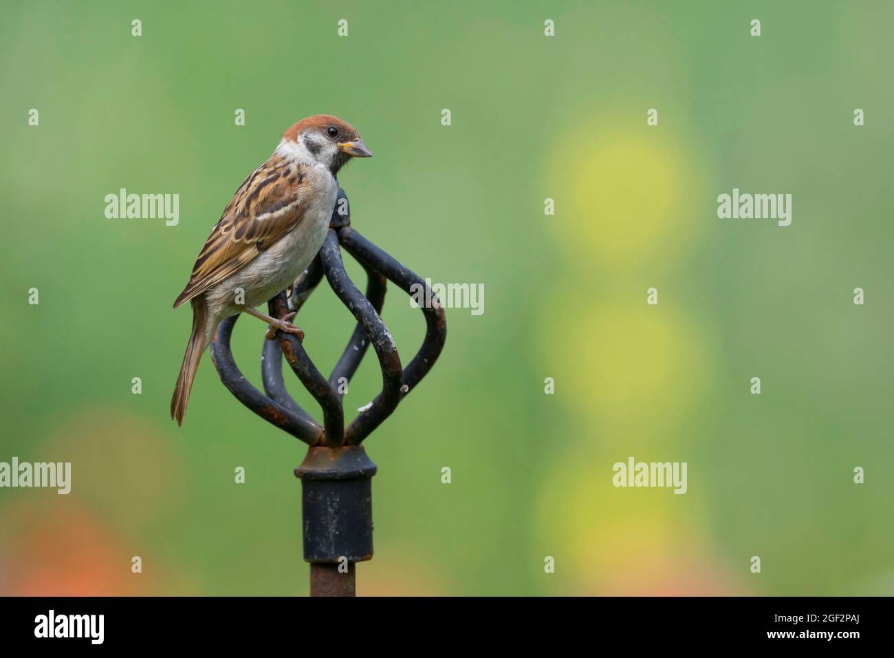 Eurasian tree sparrow (Passer montanus), on a decorative vantage point in the garden , Germany Stock Photo